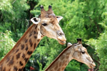 Zoo Wrocław